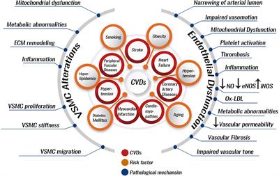 Herbal Medicine for Cardiovascular Diseases: Efficacy, Mechanisms, and Safety